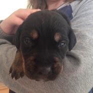 Blanding af racer Baron Von Werner Frands-Jaeger "Werner"