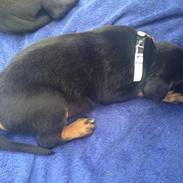 Blanding af racer Baron Von Werner Frands-Jaeger "Werner"