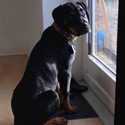 Blanding af racer Baron Von Werner Frands-Jaeger "Werner"