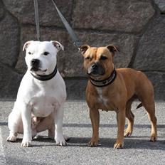 Staffordshire bull terrier Wenk-Staffs Loud´n Clear