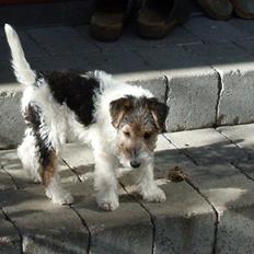 Ruhåret foxterrier EL-FRI-BA Fox Hunter