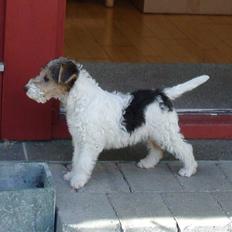 Ruhåret foxterrier EL-FRI-BA Fox Hunter