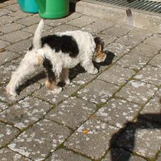 Ruhåret foxterrier EL-FRI-BA Fox Hunter