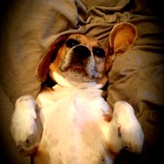 Beagle bella <3