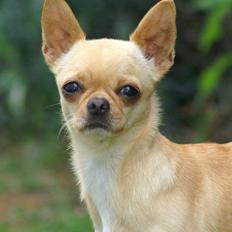 Chihuahua Asa Chihuahuas From Paradise