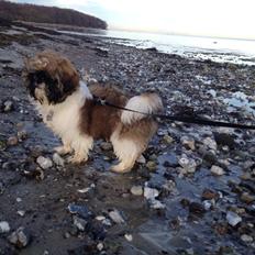 Shih tzu Liva