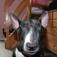 Bullterrier Koko