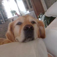 Golden retriever Bailey