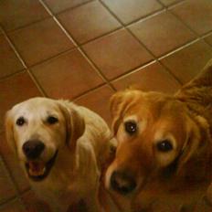 Golden retriever Bailey