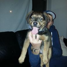 Blanding af racer Zako