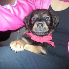 Blanding af racer Zako