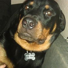 Rottweiler * Malou *