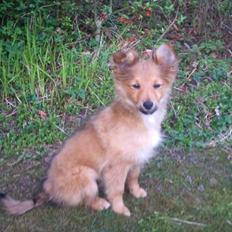 Blanding af racer Chester