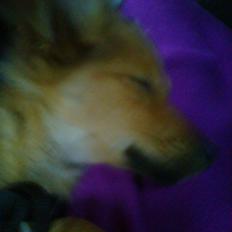 Blanding af racer Chester