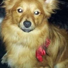 Blanding af racer Chester