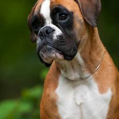 Boxer Choice von Ellinghaus
