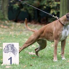 Boxer Choice von Ellinghaus