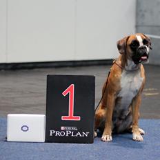 Boxer Choice von Ellinghaus