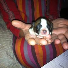 Blanding af racer Ludvig ( kæle navn hunter ) 