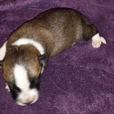 Blanding af racer Ludvig ( kæle navn hunter ) 