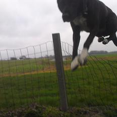 Blanding af racer Pihl