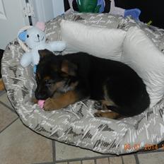 Schæferhund Studsdal Oskar