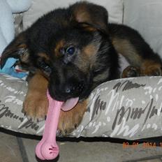 Schæferhund Studsdal Oskar