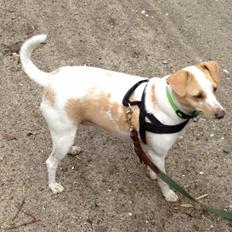 Glathåret foxterrier Foxi