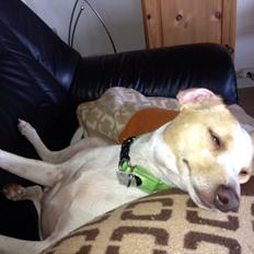 Glathåret foxterrier Foxi