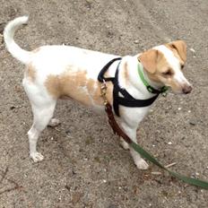 Glathåret foxterrier Foxi