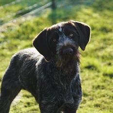 Ruhåret hønsehund Karmdal Elo (Kato)