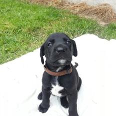 Blanding af racer Koga