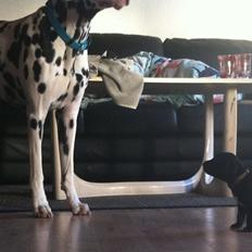 Blanding af racer Koga