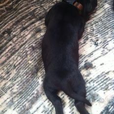 Blanding af racer Koga