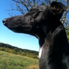 Whippet *StarRunners Dex