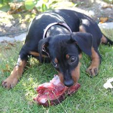 Tysk pinscher Bobby
