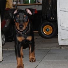 Tysk pinscher Bobby