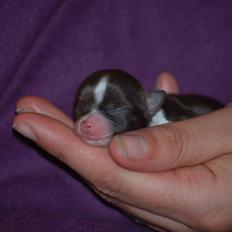 Chihuahua Papi's Amazing Angel (Papi)