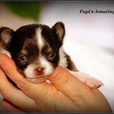 Chihuahua Papi's Amazing Angel (Papi)