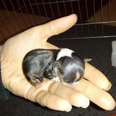 Chihuahua Papi's Amazing Angel (Papi)