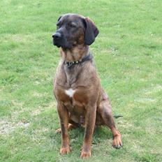 Blanding af racer Odin