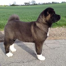 American Akita Evita