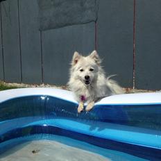 Japansk spids Yuki - Julle