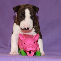 Bullterrier miniature Minimalistic`s WD Thunderstorm "Tsunami"