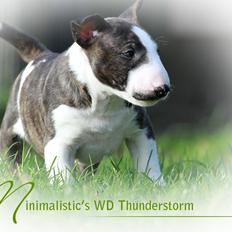 Bullterrier miniature Minimalistic`s WD Thunderstorm "Tsunami"