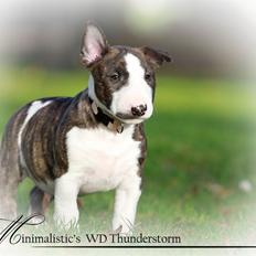 Bullterrier miniature Minimalistic`s WD Thunderstorm "Tsunami"