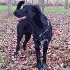 Blanding af racer Jessie