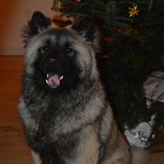 Eurasier Billy (Eurasierkrogen's Cæcar)