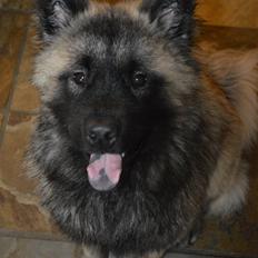 Eurasier Billy (Eurasierkrogen's Cæcar)