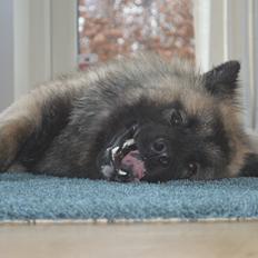 Eurasier Billy (Eurasierkrogen's Cæcar)